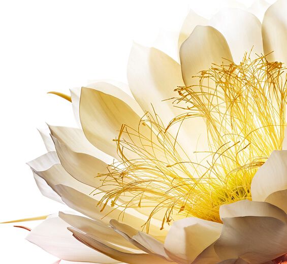 Regina della notte-Crioestratto di regina della notte-Cereus grandiflorus (cactus) flower extract