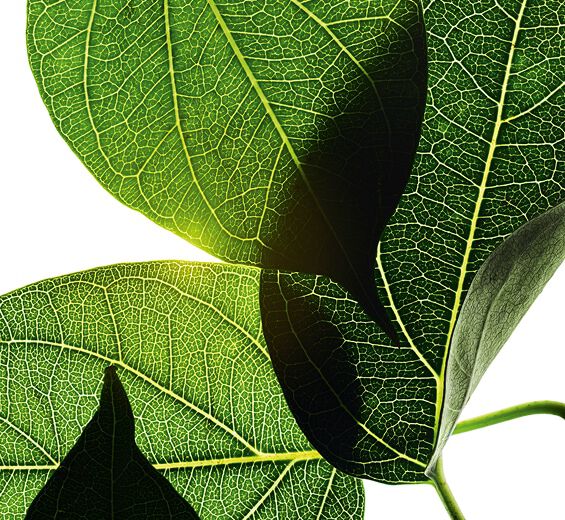 Gymnema-Estratto di gymnema-Gymnema sylvestre leaf extract