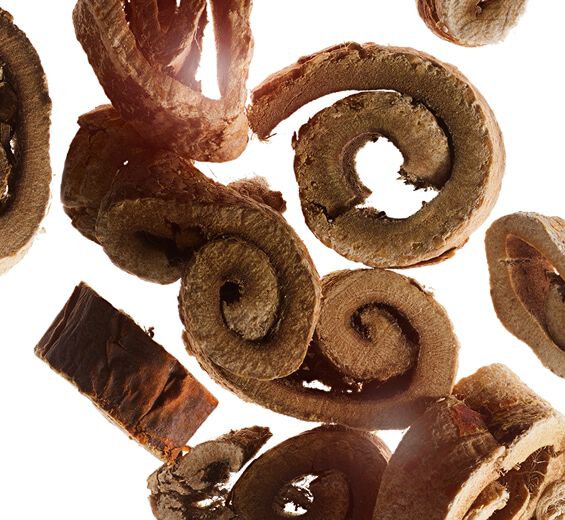 Gelso bianco-Estratto di gelso bianco bio-Morus alba root extract