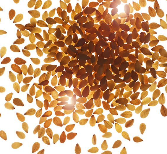 Sesamo-Olio di sesamo bio-Sesamum indicum (sesame) seed oil