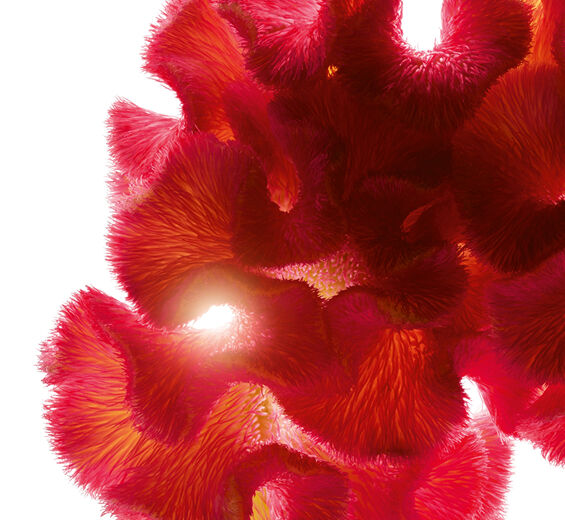 Celosia-Estratto di celosia-Celosia cristata flower extract