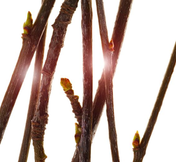 Sorbo-Estratto di germoglio di sorbo bio-Pyrus sorbus bud extract