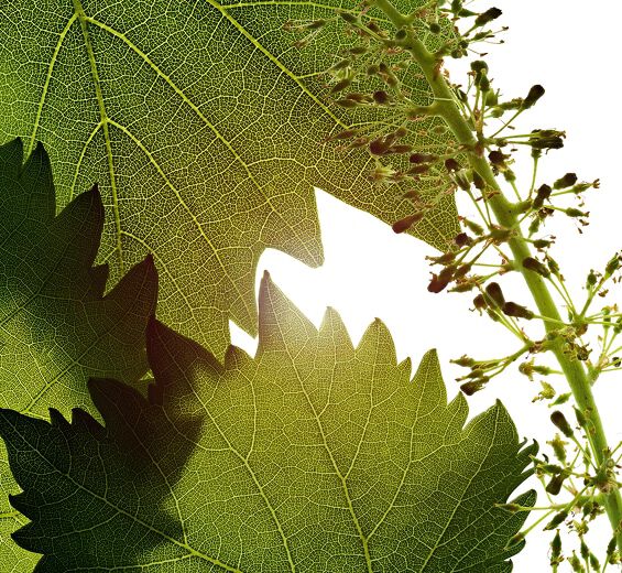 Vite-Estratto di cellule di fiore della vite-Vitis vinifera (grape) flower cell extract