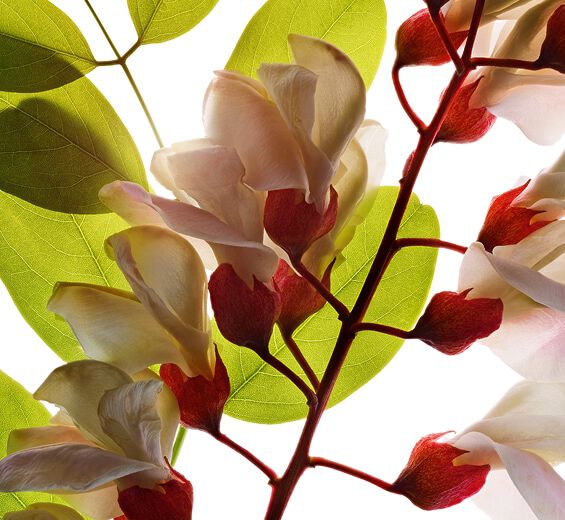 Robinia-Acqua di fiore di robinia-Robinia pseudoacacia flower extract