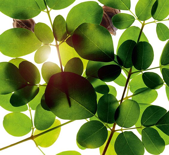 Moringa-Estratto di moringa-Moringa oleifera seed extract