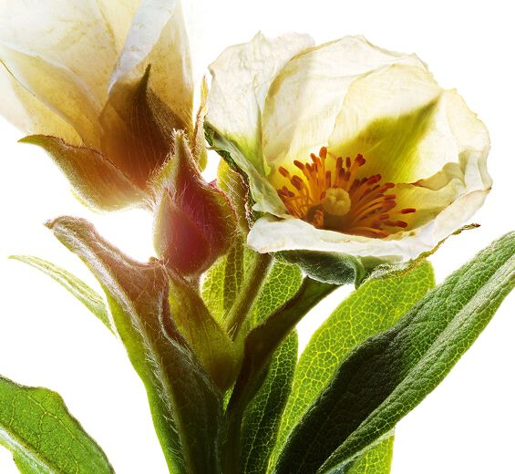 Cisto di Montpellier-Estratto di cisto di Montpellier bio-Cistus monspeliensis extract