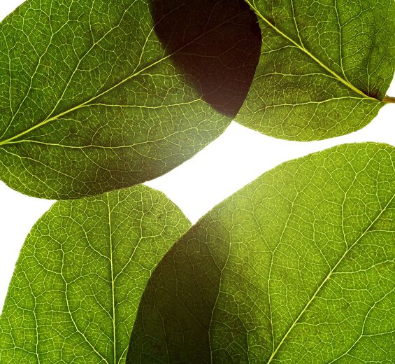 Cotogno-Albero cotogno-Cydonia oblonga leaf extract