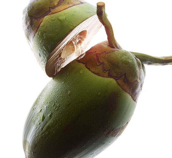 Albero del cocco-Acqua di cocco bio-Cocos nucifera (coconut) fruit juice