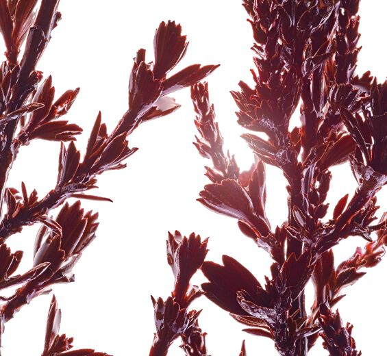 Myrothamnus-Estratto di myrothamnus-Myrothamnus flabellifolia leaf/stem extract