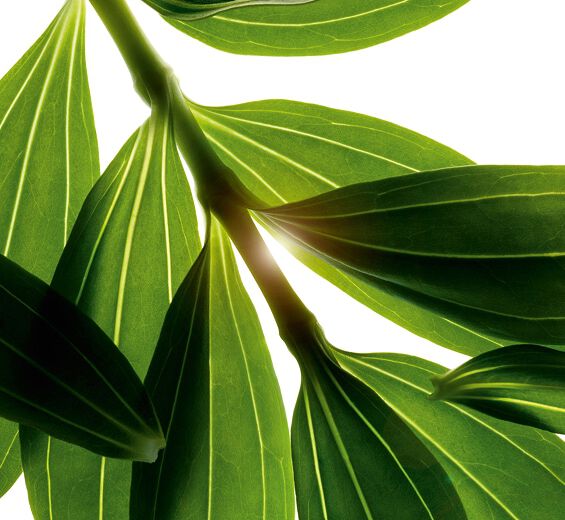 Saponaria-Estratto di saponaria bio-Saponaria officinalis leaf extract