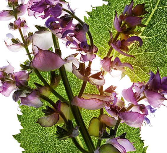 Erba moscatella-Olio essenziale di erba moscatella-Salvia sclarea (clary) oil