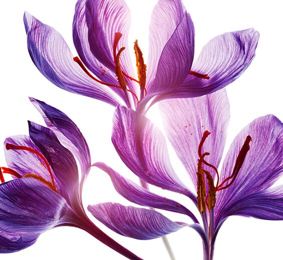 Crocus-Polifenoli del fiore di zafferano (pianta bio)-Crocus sativus flower extract