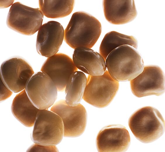 Lupino bianco-Estratto di lupino bianco bio-Hydrolyzed lupine protein