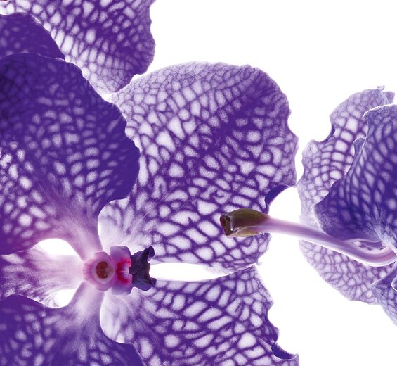 Orchidea blu-Estratto di orchidea blu-Orchid extract,vanda coerulea extract