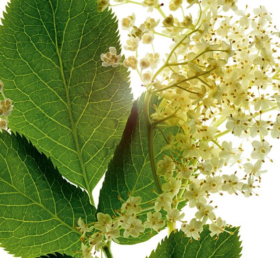 Sambuco-Estratto di sambuco bio-Sambucus nigra flower extract