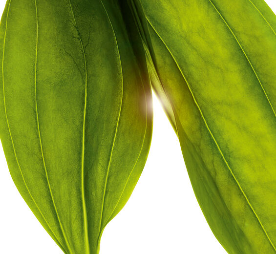 Genziana maggiore-Estratto di genziana maggiore bio-Gentiana lutea extract