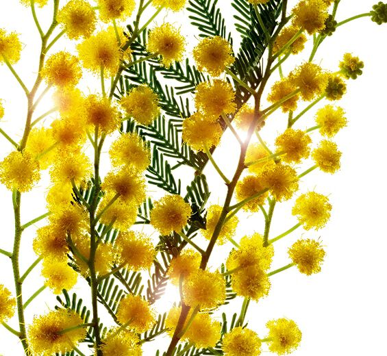 Acacia del Senegal-Microperle di acacia-Acacia Senegal gum