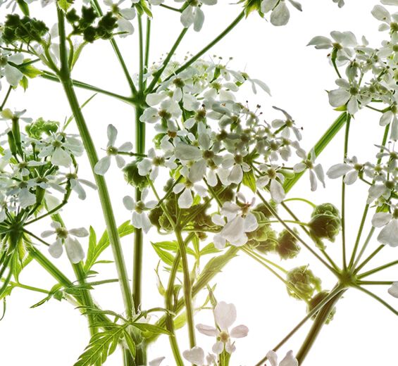 Cerfoglio selvatico-Estratto di cerfoglio selvatico bio-Anthriscus sylvestris extract