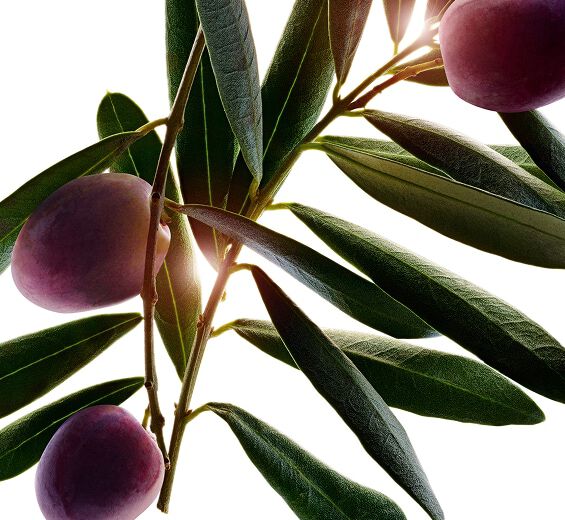 Ulivo-Estratto d’ulivo-Olea europaea (olive) fruit oil
