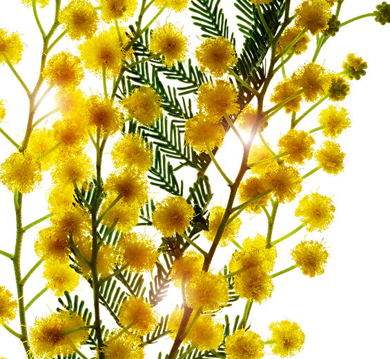 Mimosa tenuiflora-Estratto di mimosa tenuiflora-Sorbic acid