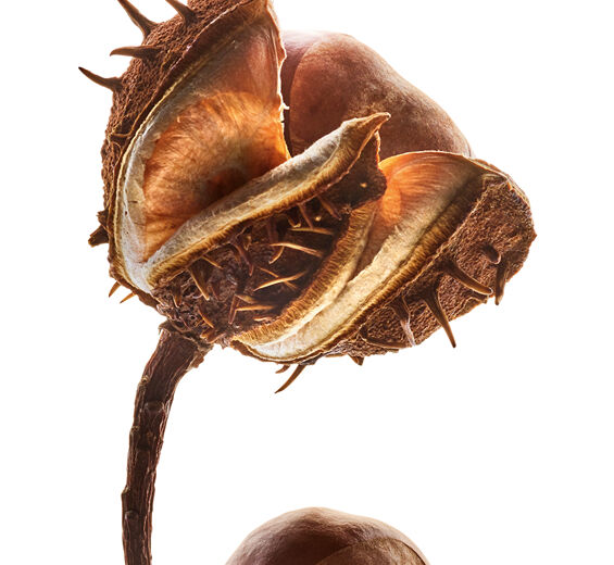 Ippocastano-Escina di castagna d’India-Escin