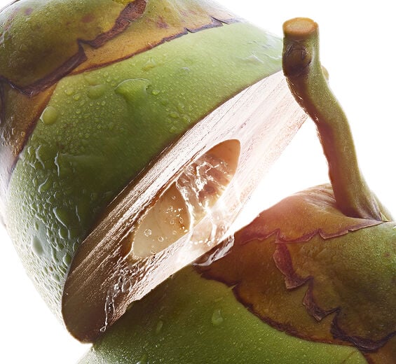 Albero del cocco-Acqua di cocco bio-Cocos nucifera (coconut) fruit juice