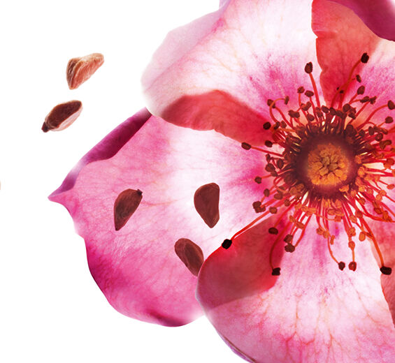 Rosa mosqueta-Olio di rosa rubiginosa bio-Rosa rubiginosa seed oil