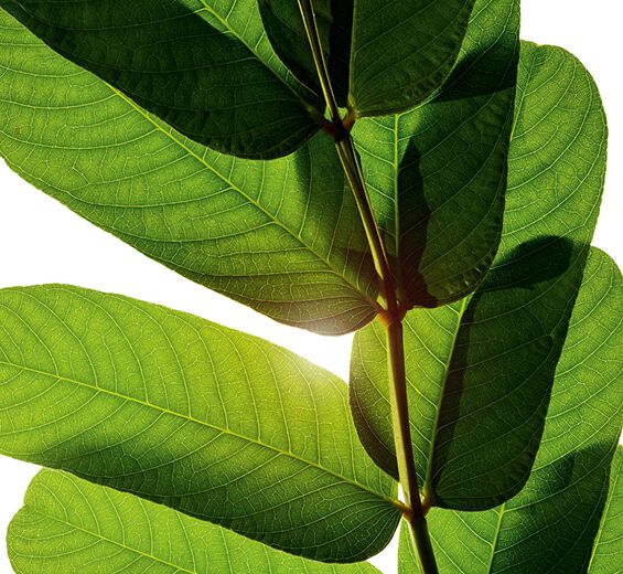 Spiga d’oro-Estratto di spiga d’oro-Cassia alata leaf extract