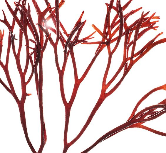 Furcellaria-Estratto di furcellaria-Furcellaria lumbricalis extract