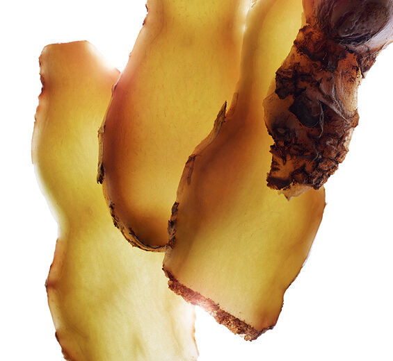 Zenzero zerumbet-Estratto di zenzerozerumbet-Zingiber zerumbet extract