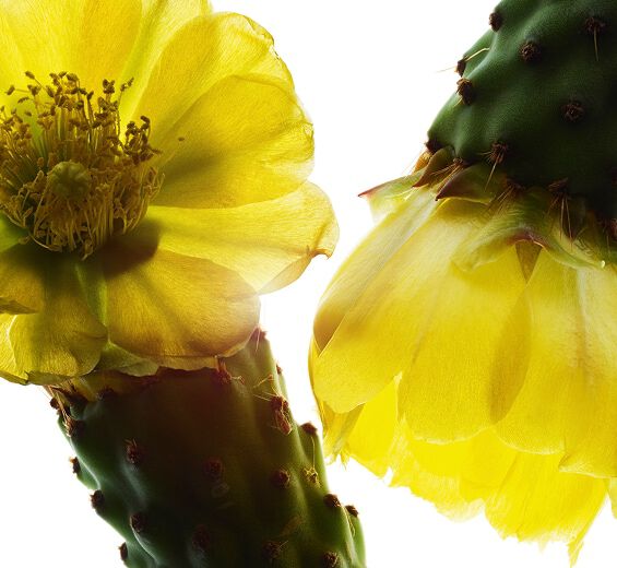 Fico d&rsquo;India-Estratto di fico d&rsquo;India-Hydrolyzed opuntia ficus-indica flower extract