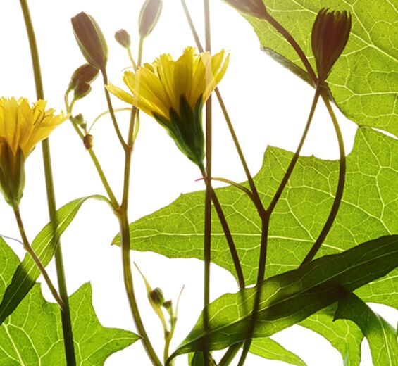 Lassana-Estratto di lassana-Lapsana communis flower/leaf/stem extract