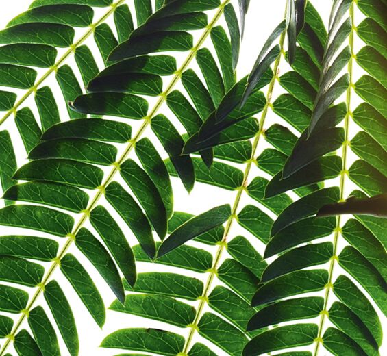 Albizia-Estratto di albizia-Albizia julibrissin bark extract