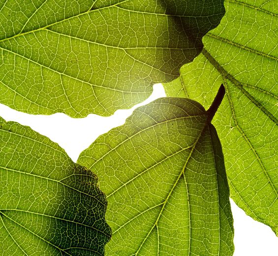 Amamelide-Estratto di amamelide-Hamamelis virginiana (witch hazel) leaf extract