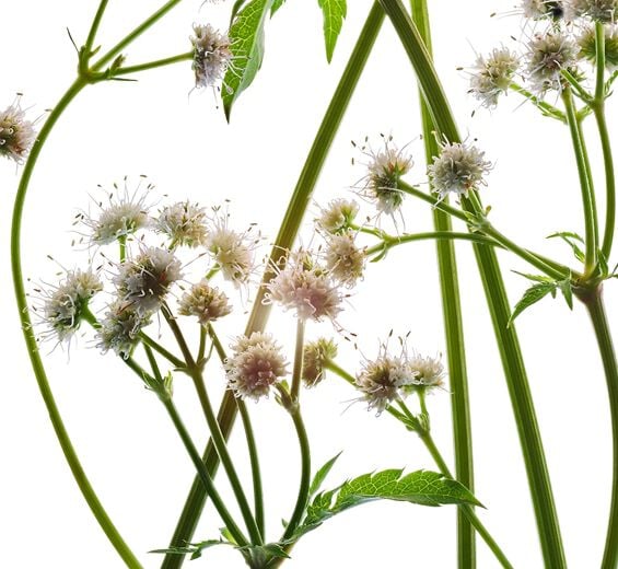 Sanicola-Estratto di sanicola bio-Sanicula europaea extract