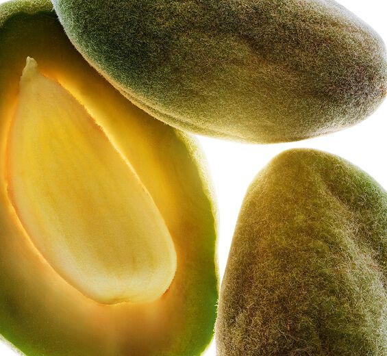 Mandorlo-Olio di mandorla dolce bio-Prunus amygdalus dulcis (sweet almond) oil