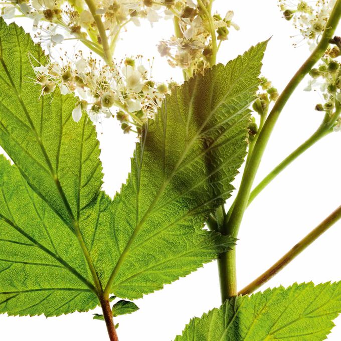 Pure-reset lozione mirata anti-imperfezioni con acido salicilico ed estratto di regina dei prati