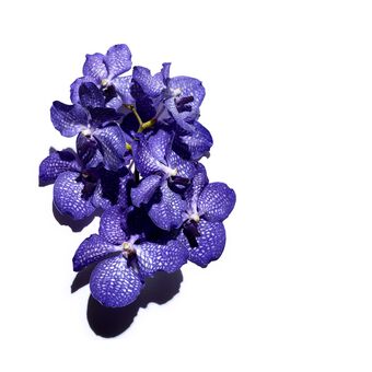 Olio viso Huile Orchidée Bleue - pelle disidratata