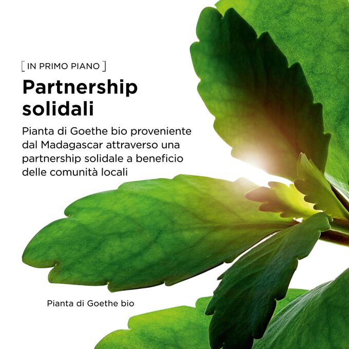 Estratto di pianta di Goethe bio coltivato nel Domaine Clarins con metodi di agricoltura rigenerativa per il nostro gel idratante per il viso.