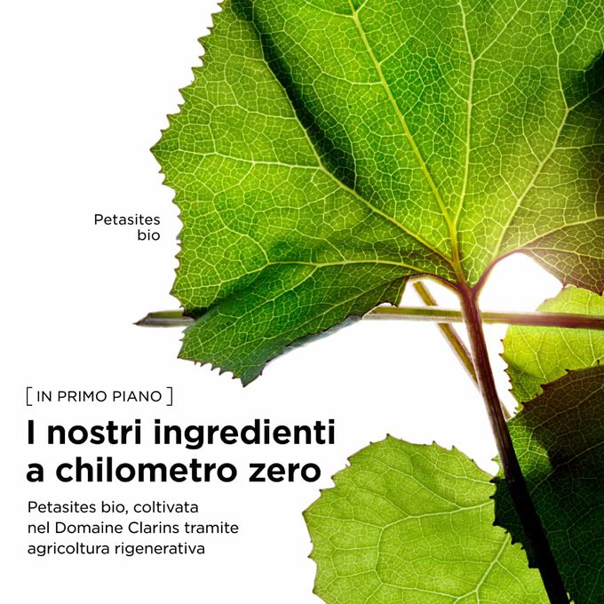 Estratto di petasites bio, dal Domaine Clarins coltivato con metodi di agricoltura rigenerativa e utilizzato nella nostra linea di creme rassodanti per il corpo.