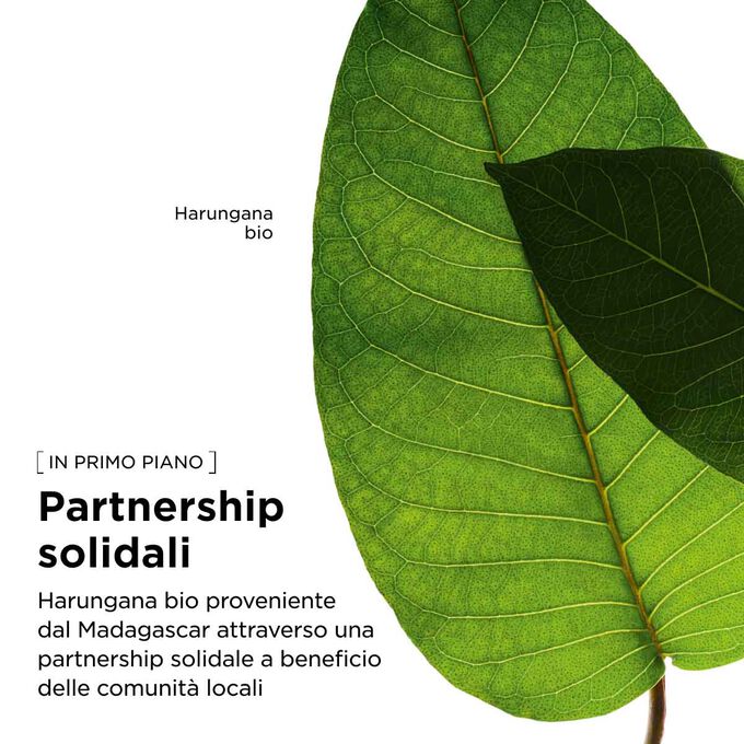 Approvvigionamento responsabile di Clarins di harungana bio per la nostra lozione energizzante per il viso, a sostegno delle comunit&agrave; locali.
