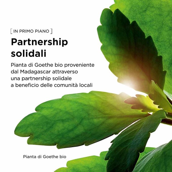 Foglie verdi che simboleggiano la collaborazione solidale e gli ingredienti naturali alla base di questo fondotinta in siero.