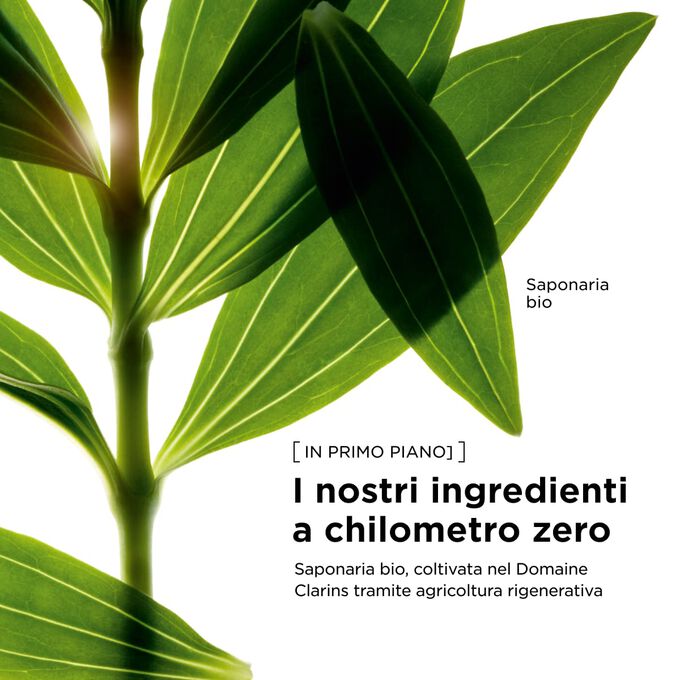 Estratto di astranzia biologica proveniente da approvvigionamento responsabile, selezionato per i nostri trattamenti corpo tonificanti nel rispetto di un approccio alla bellezza pi&ugrave; sostenibile.