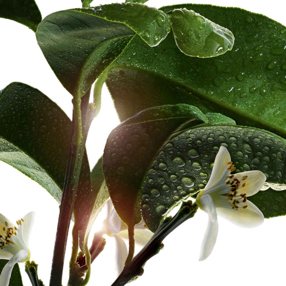 Arancio amaro-Acqua di fiori di arancio amaro bio-Citrus aurantium amara (bitter orange) flower water