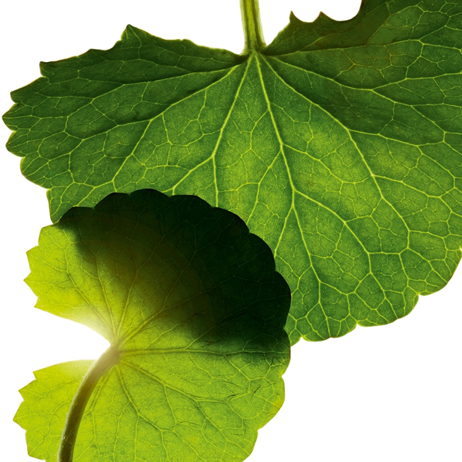 Centella asiatica-Asiaticoside-Asiaticoside