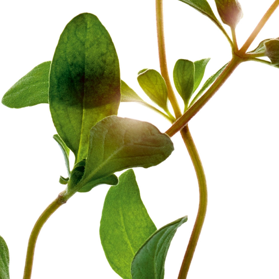 Maggiorana-Olio essenziale dimaggiorana-Origanum majorana leaf oil