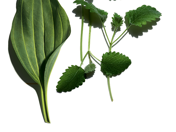 Piante