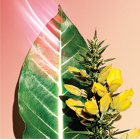 Harungana bio ed estratto di ginestra