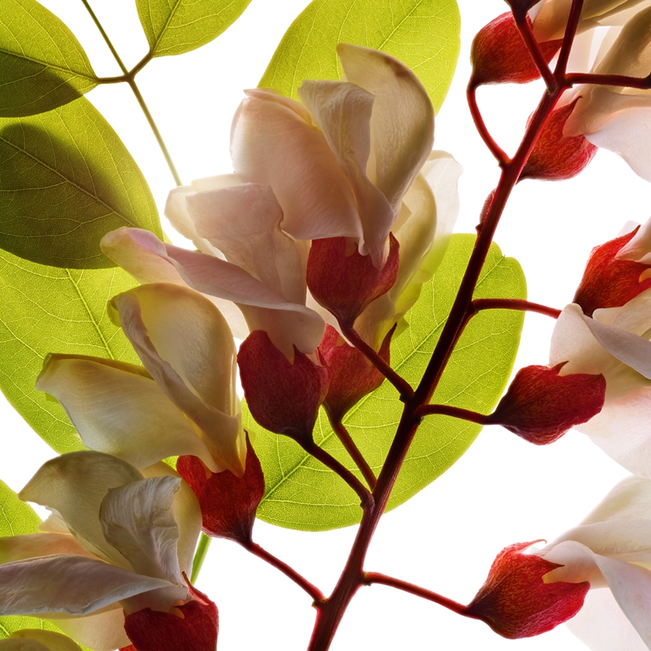 Robinia-Acqua di fiore di robinia-Robinia pseudoacacia flower extract