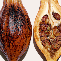 Estratto di cacao bio